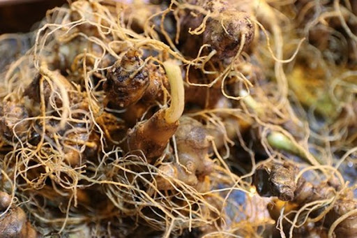 Củ sâm ngọc linh tươi