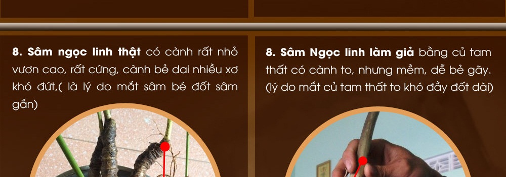 Phân biệt sâm ngọc linh thật và sâm giả Phân biệt sâm ngọc linh thật và sâm giả
