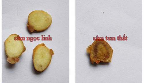 phân biệt sâm ngọc linh thật giả phân biệt sâm ngọc linh thật giả