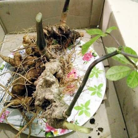 Bán sâm ngọc linh làm quà tại cà mau