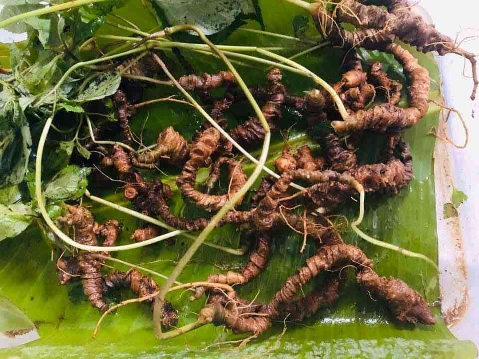 Bán sâm ngọc linh tại Huyện Bình Chánh