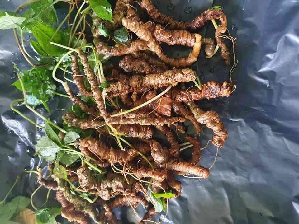 Bán sâm ngọc linh tại Huyện Củ Chi