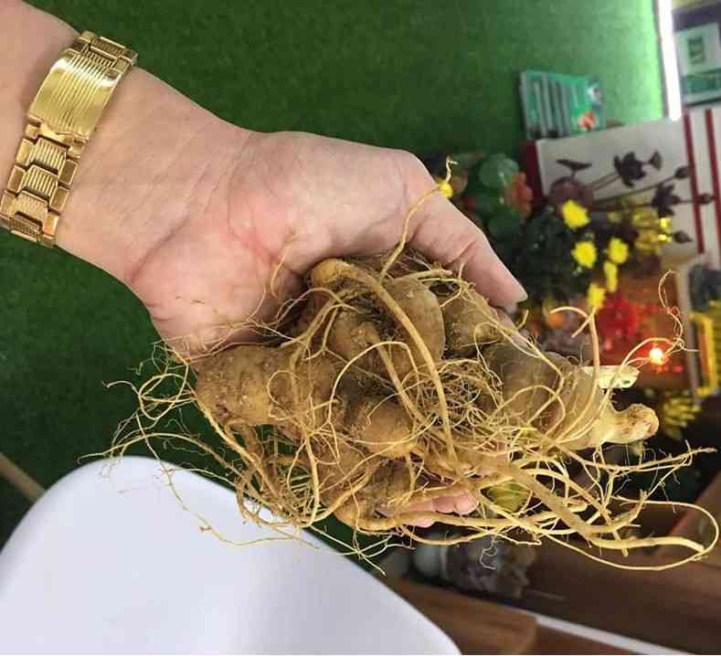 Bán sâm ngọc linh tại Huyện Hóc Môn