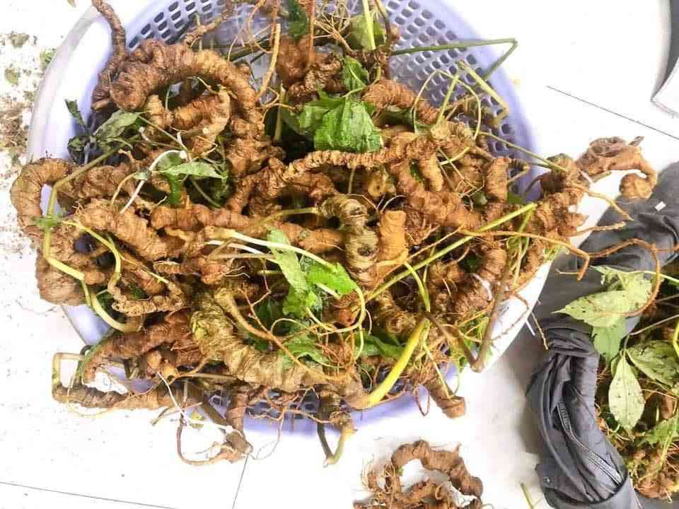 Bán sâm ngọc linh tại Huyện Nhà Bè