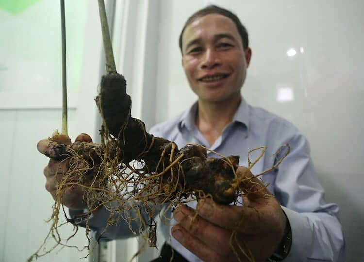 Bán sâm ngọc linh tại cà mau