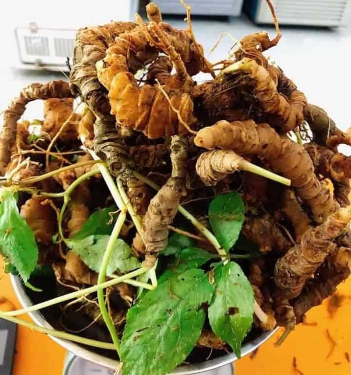 Bán sâm ngọc linh tại huyện kiên lương