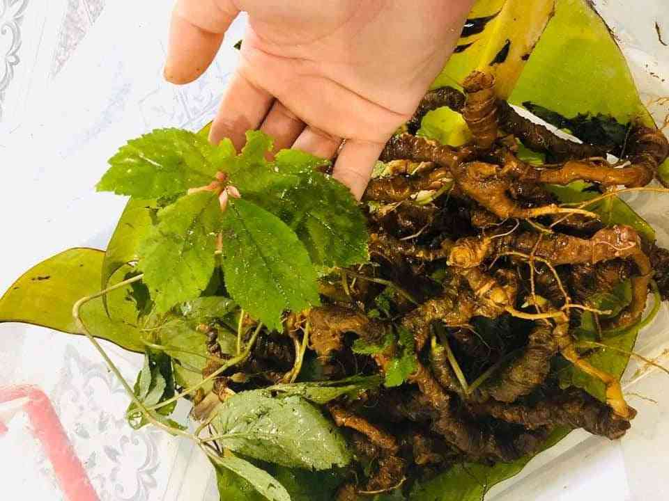 Bán sâm ngọc linh tại quận 10