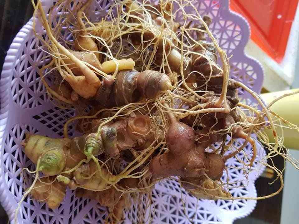 Bán sâm ngọc linh tại quận 11