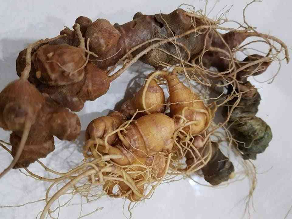 Bán sâm ngọc linh tại quận 12
