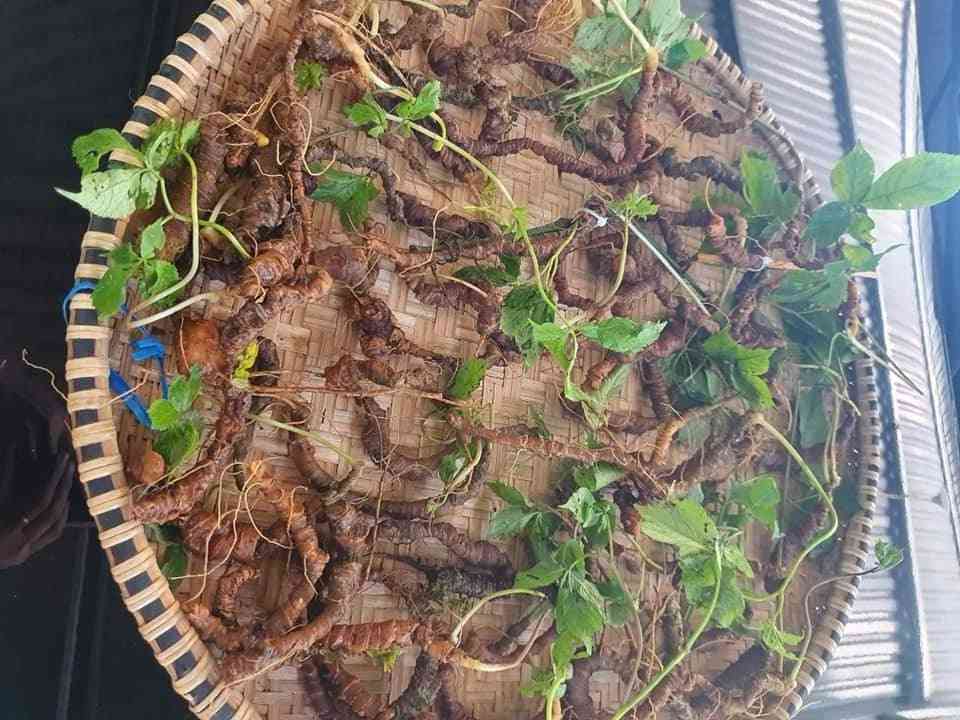 Bán sâm ngọc linh tại quận 4