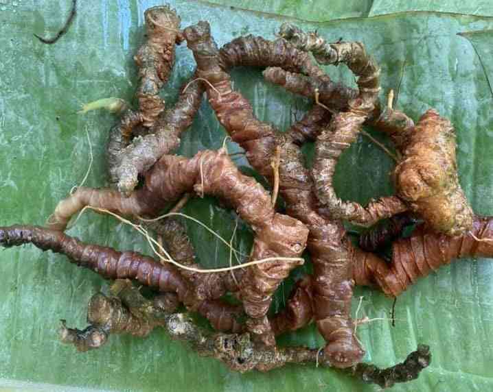 Bán sâm ngọc linh tại quận 5