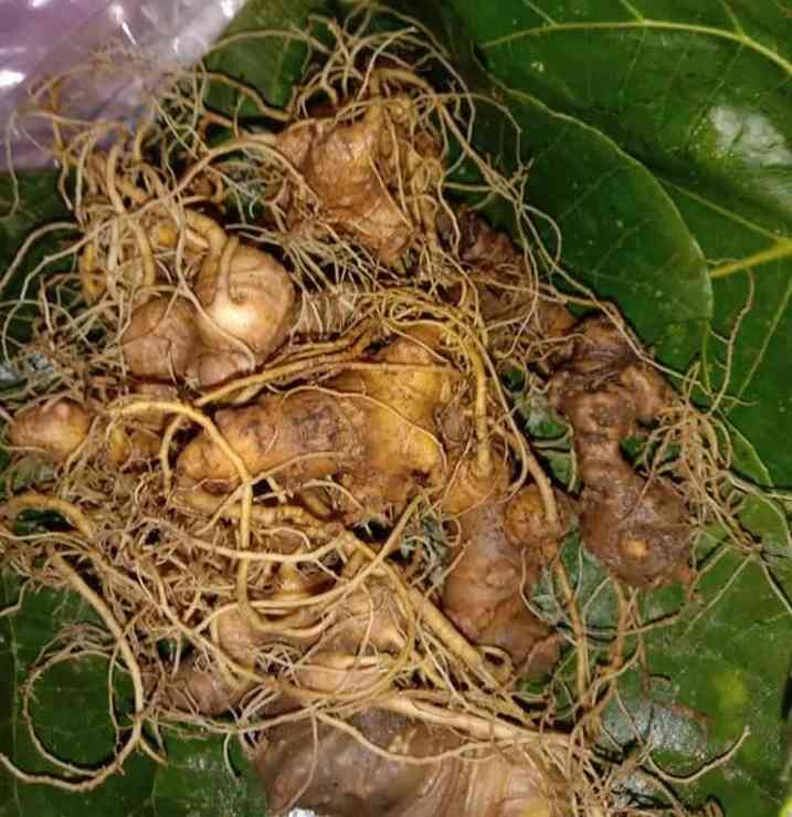 Bán sâm ngọc linh tại quận 6