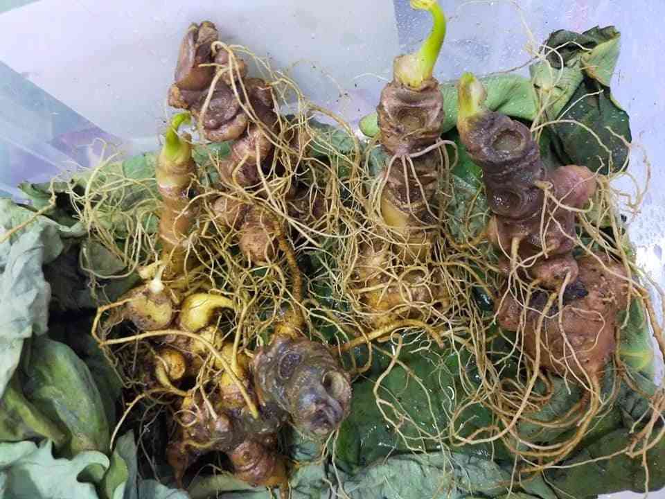 Bán sâm ngọc linh tại quận 7