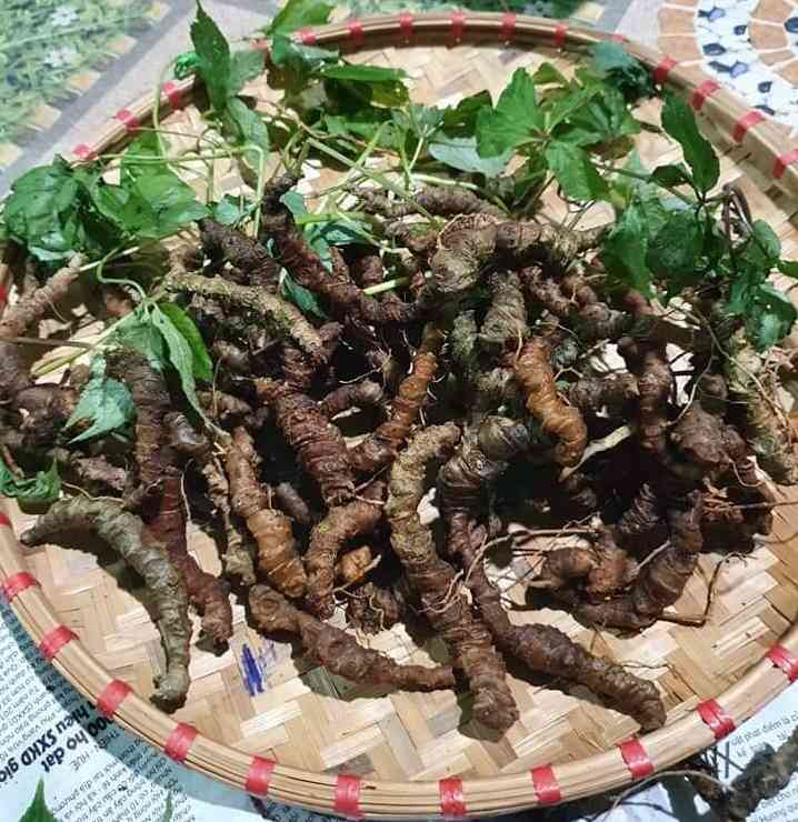 Bán sâm ngọc linh tại quận 8