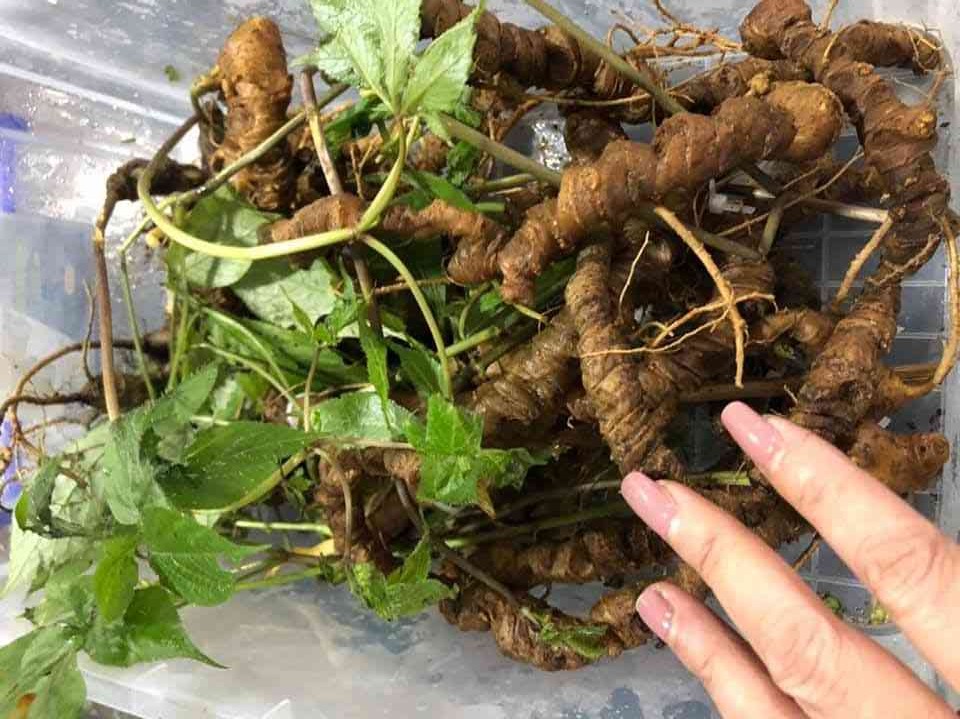 Bán sâm ngọc linh tại quận 9