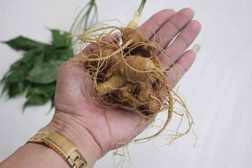 Bán sâm ngọc linh tại quận Bình Tân