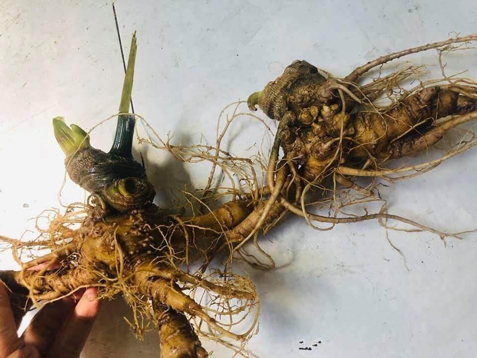 Bán sâm ngọc linh tại quận Gò Vấp