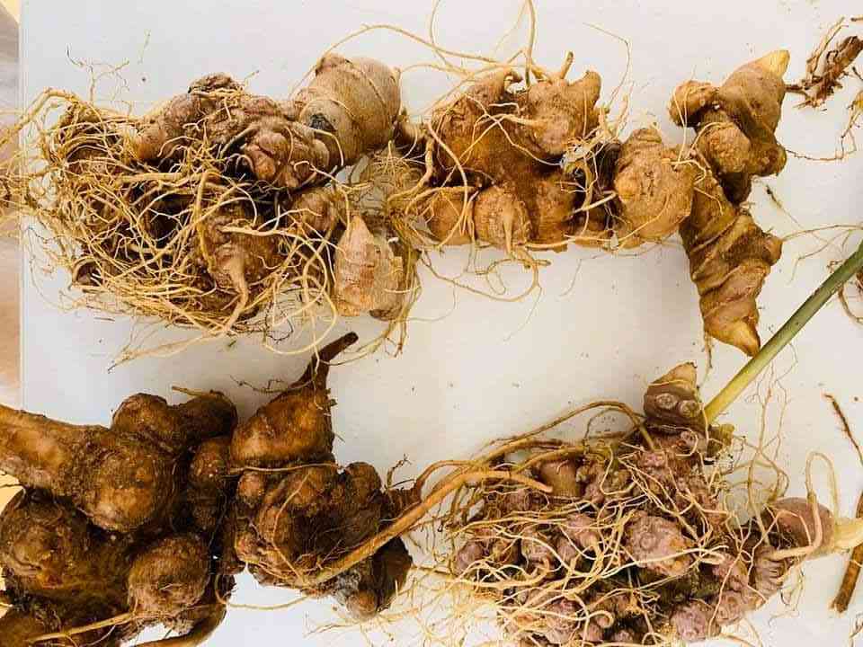 Bán sâm ngọc linh tại quận Phú Nhuận