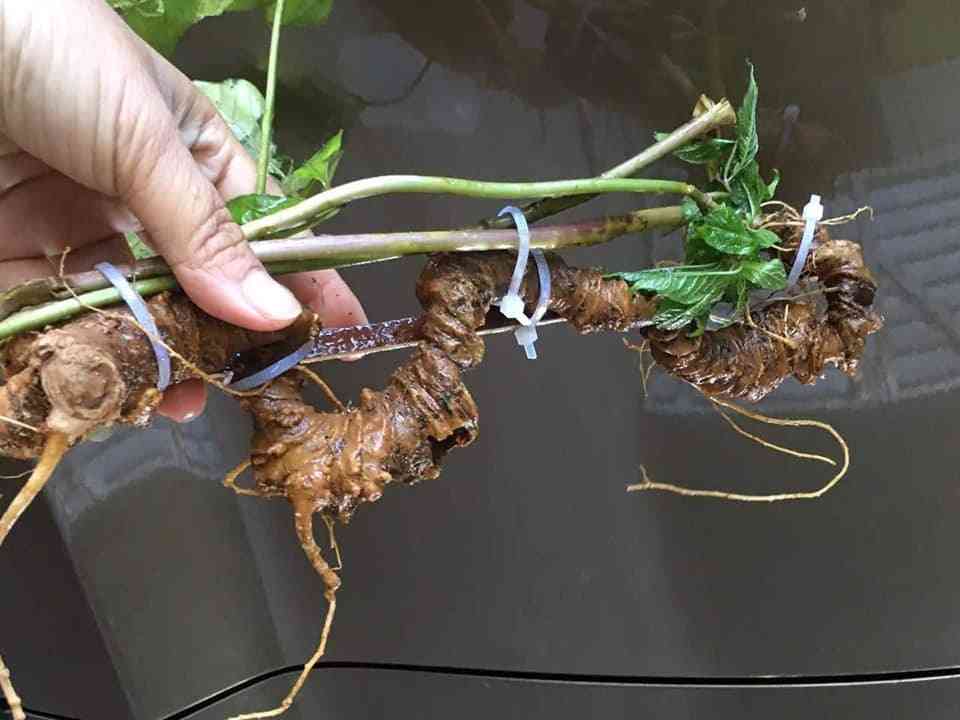 Bán sâm ngọc linh tại quận Thủ Đức