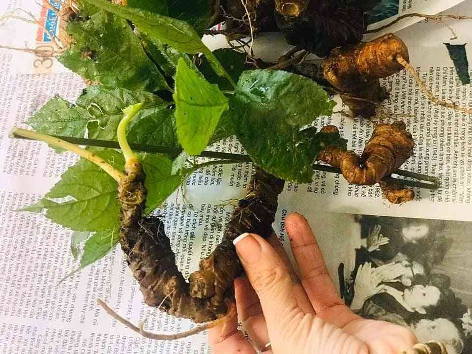 Bán sâm ngọc linh tại quận Tân Bình