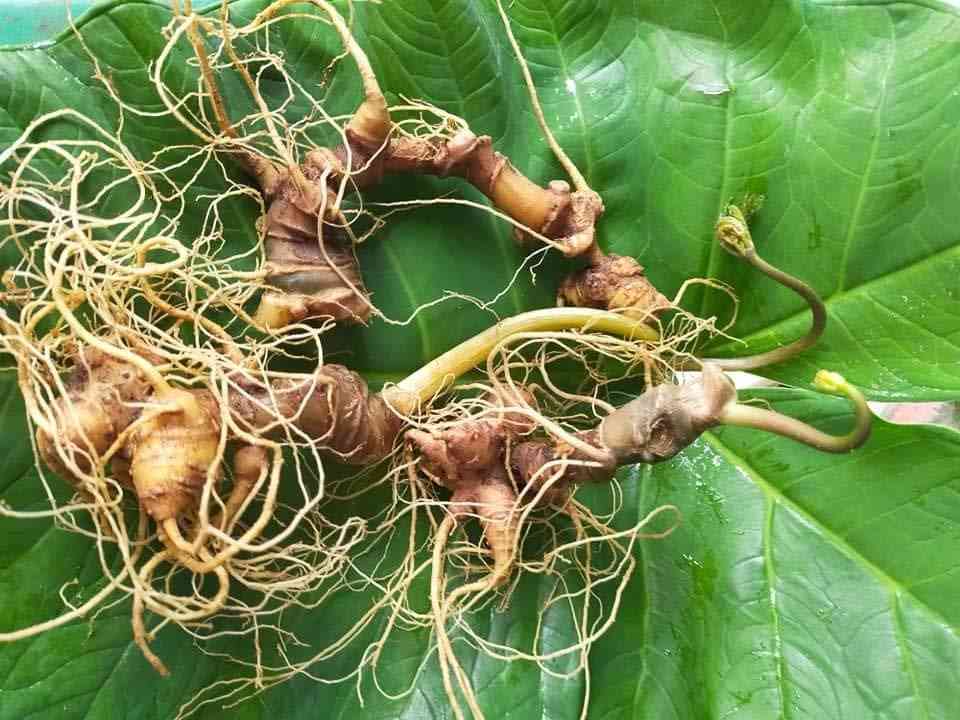 Bán sâm ngọc linh tại quận Tân Phú