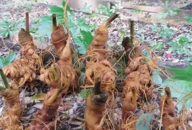 Bán sâm ngọc linh tại thới bình cà mau