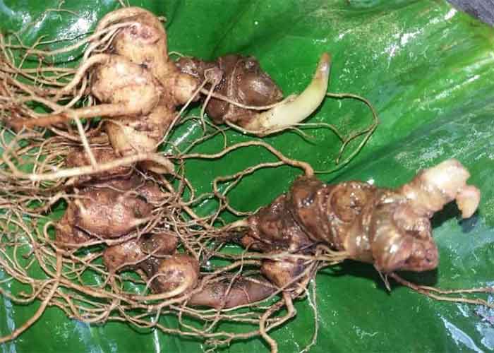 Cung cấp sâm ngọc linh tại Huyện Cái Nước