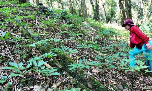 Cung cấp sâm ngọc linh tại Huyện Đầm Dơi