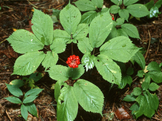 Panax Ginseng Panax Ginseng
