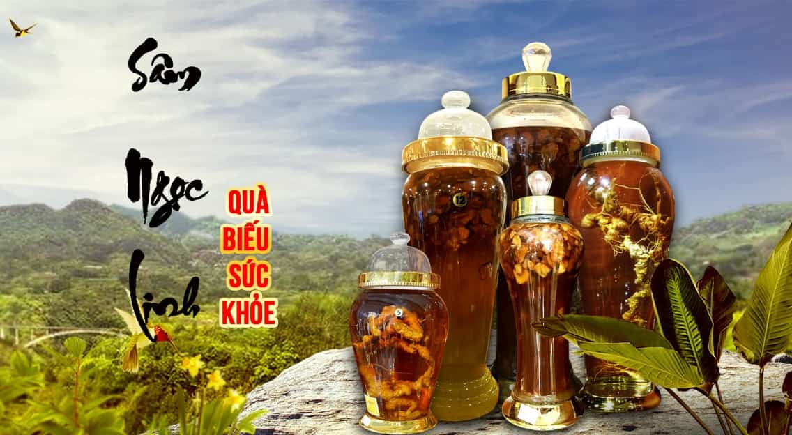 Quà biếu sâm ngọc linh