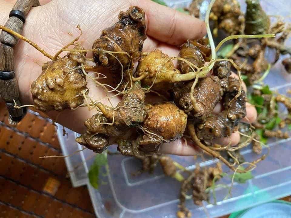 Quà biếu tết sâm ngọc linh