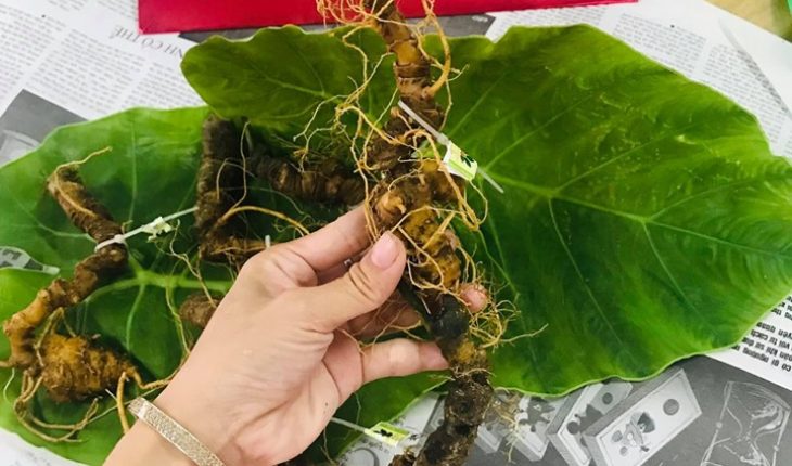 Sâm Ngọc Linh Trồng