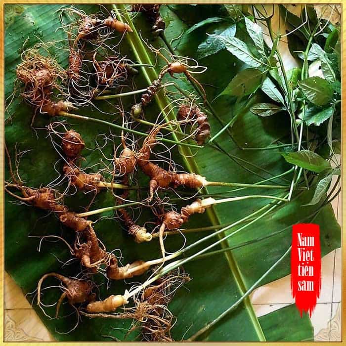 Sâm ngọc linh cà mau