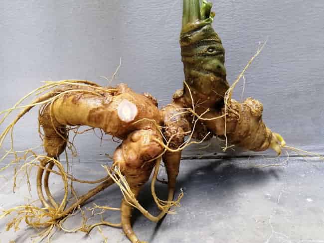 Củ Sâm Ngọc Linh Tươi